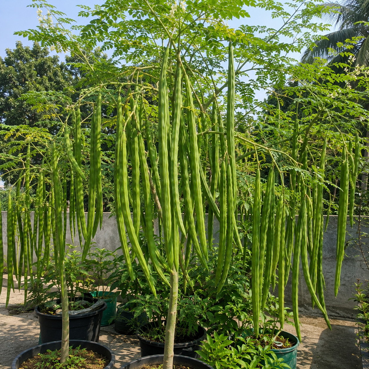 কোয়ালিটি বীজ